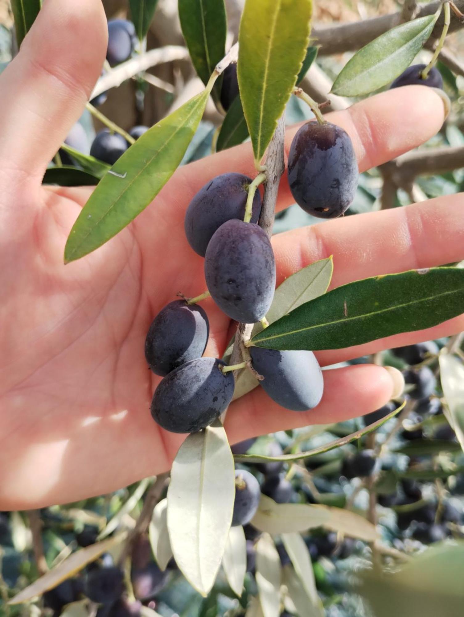 Il Punto Verde SantʼAntonio Εξωτερικό φωτογραφία