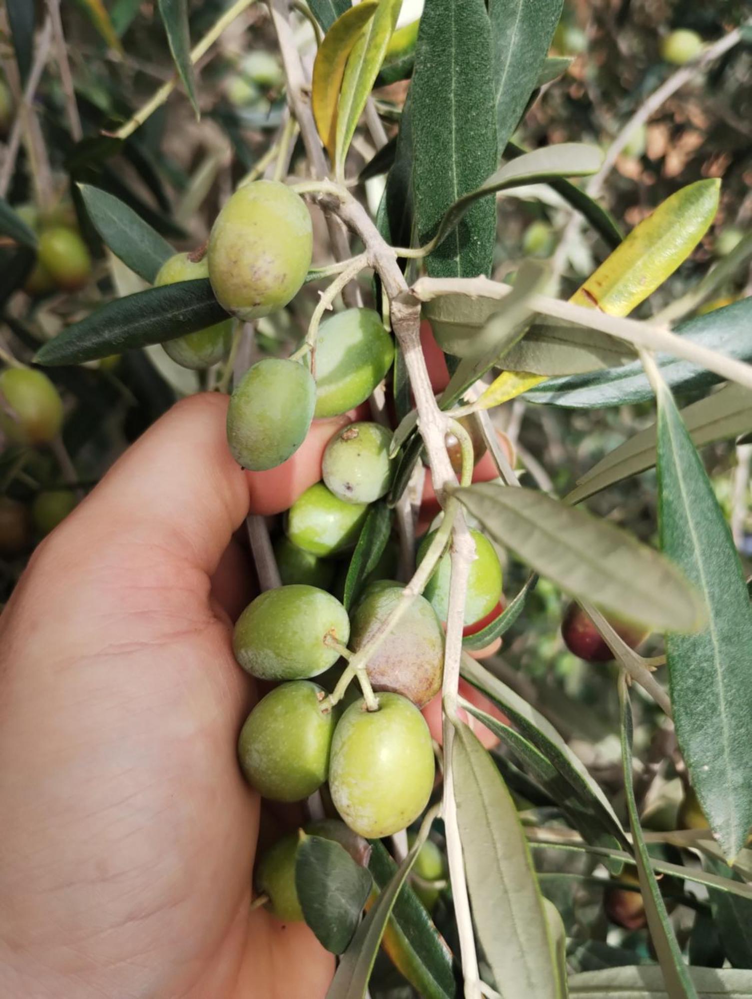 Il Punto Verde SantʼAntonio Εξωτερικό φωτογραφία